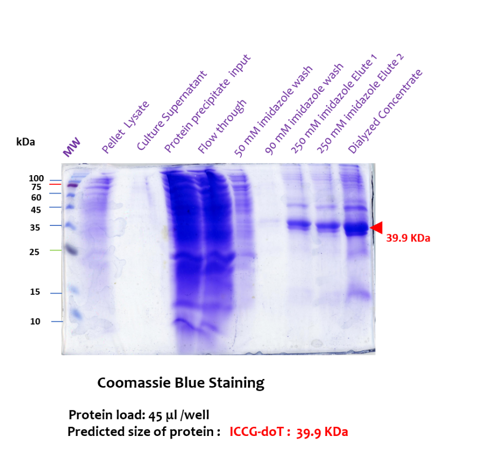 SDS-PAGE Coomassie Blue staining of ICCG-DoT purification fractions, showing a band at 39.9 kDa