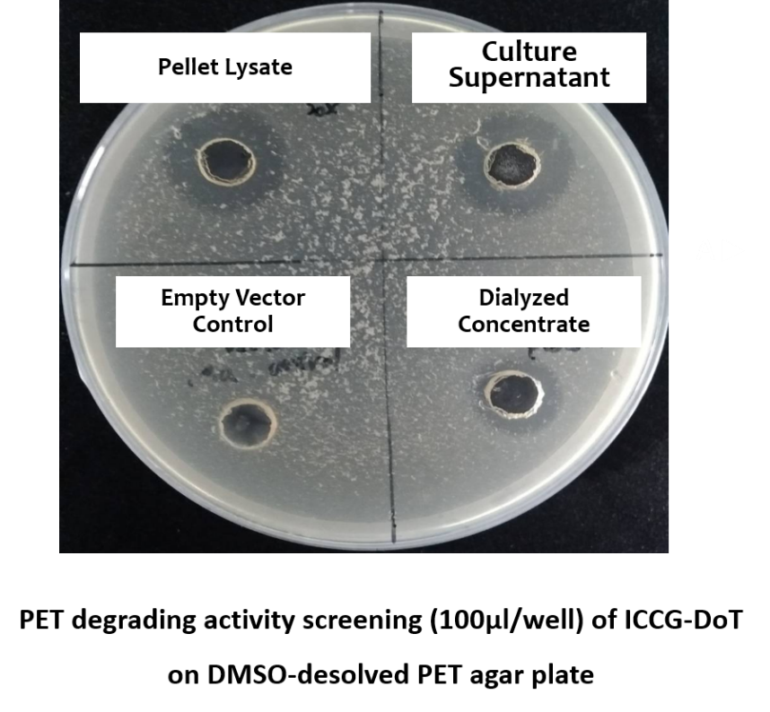 DMSO-dissolved PET agar plate assay showing a clearing halo for ICCG-DoT dialysed concentrate
