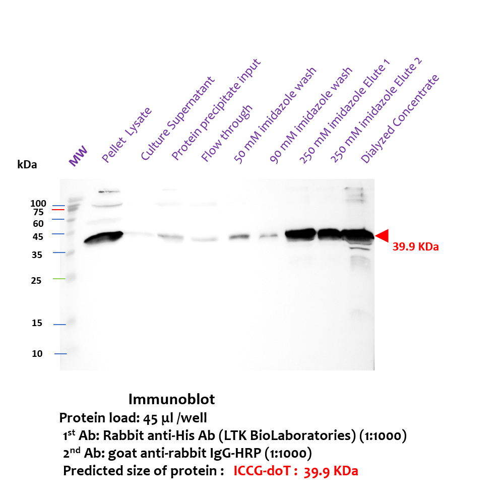 Western blot with anti-His antibody confirming ICCG-DoT identity at 39.9 kDa